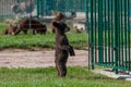 Standing Baby Bear