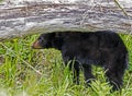 A baby Black Bear stands under a fallen log.. Royalty Free Stock Photo