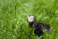 Baby black chicken Royalty Free Stock Photo