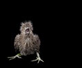 Baby Black Crowned Night Heron Isolated On Black Background