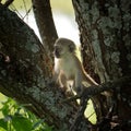 Baby black face monkey in a tree Royalty Free Stock Photo