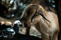 The baby black goat is looking at the baby pigeon. The scene looks very beautiful Royalty Free Stock Photo