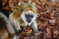 Baby Black Howler Monkey Royalty Free Stock Photo