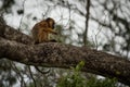 Baby black howler monkey sitting on branch Royalty Free Stock Photo