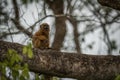 Baby black howler monkey sitting in tree Royalty Free Stock Photo