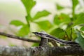 Baby Black Ratsnake on Limb