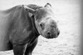 Baby black rhino Royalty Free Stock Photo