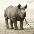 Baby Black Rhinoceros Royalty Free Stock Photo