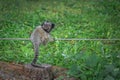 Baby Black-tufted Marmoset monkey