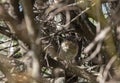 Baby blackbird Royalty Free Stock Photo