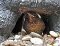 Baby blackbird fledgling hiding under rock Royalty Free Stock Photo