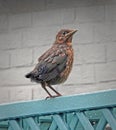 Baby blackbird fledgling perched on garden fence Royalty Free Stock Photo