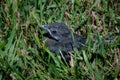 One lonely baby blackbird Royalty Free Stock Photo