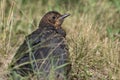 The baby Blackbird. Royalty Free Stock Photo