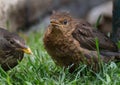 Baby Blackbird waiting to be fed. Royalty Free Stock Photo