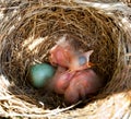 Baby blackbirds in the nest