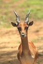 Baby Blackbuck