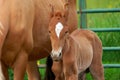 Baby Blooded Walking Horse Royalty Free Stock Photo