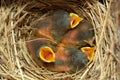 Baby blue birds Royalty Free Stock Photo