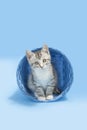 Gray tabby kitten sitting inside of a blue woven basket.