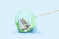 Gray kitten playing in butterfly net Royalty Free Stock Photo