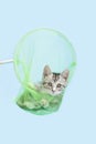 Gray kitten playing in butterfly net Royalty Free Stock Photo