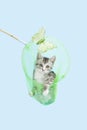 Gray kitten playing in butterfly net Royalty Free Stock Photo