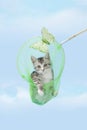 Gray kitten playing in butterfly net Royalty Free Stock Photo