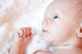 Baby Blue Eyes Royalty Free Stock Photo