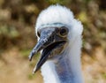 Baby Blue Footed Booby Looking at Camera