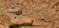 Baby Blue-headed Whiptail Lizard Royalty Free Stock Photo