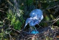 Baby Blue Heron Tends its Eggs in a Nest