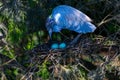 Baby Blue Heron Tends its Eggs in a Nest