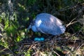 Baby Blue Heron Tends its Eggs in a Nest Royalty Free Stock Photo