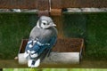 Baby Blue Jay