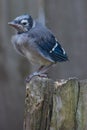 Baby Blue Jay Fledgling Bird