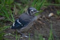 Baby Blue Jay Fledgling Bird Royalty Free Stock Photo