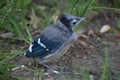 Baby Blue Jay Fledgling Bird