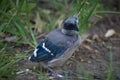 Baby Blue Jay Fledgling Bird