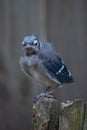 Baby Blue Jay Fledgling Bird