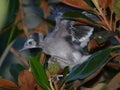 Baby Blue Jay on a tree branch Royalty Free Stock Photo