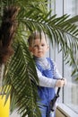 Baby in a blue jumpsuit behind a Palm tree near the window. Royalty Free Stock Photo