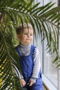 Baby in a blue jumpsuit behind a Palm tree near the window. Royalty Free Stock Photo