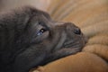 Baby blue sharpei puppy closeup Royalty Free Stock Photo