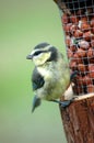 Baby blue tit