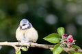 Baby Blue Tit on apple tree in spring Royalty Free Stock Photo