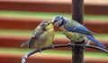 Baby blue tit being fed by parent. Royalty Free Stock Photo