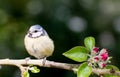 Baby Blue Tit perched on apple tree in spring Royalty Free Stock Photo