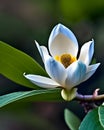 Baby-blue and white Magnolia (Magnoliaceae family) with yellow stamen. Generative-AI