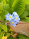 Baby Blues flowers of Humboldt Royalty Free Stock Photo